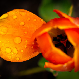 Tulip in the rain