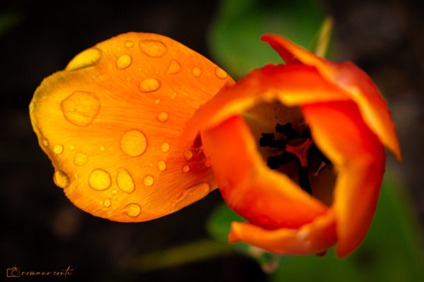 Tulipe sous la pluie