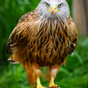 Fine Art Limited Edition © by romano conte photography - Vigilant Red Kite