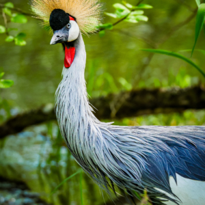 Curious Crested Crane