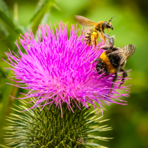 Fine Art Limited Edition © by romano conte photography - Dance on the Thistle