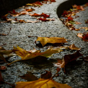 Fallen autumn leaves after rain