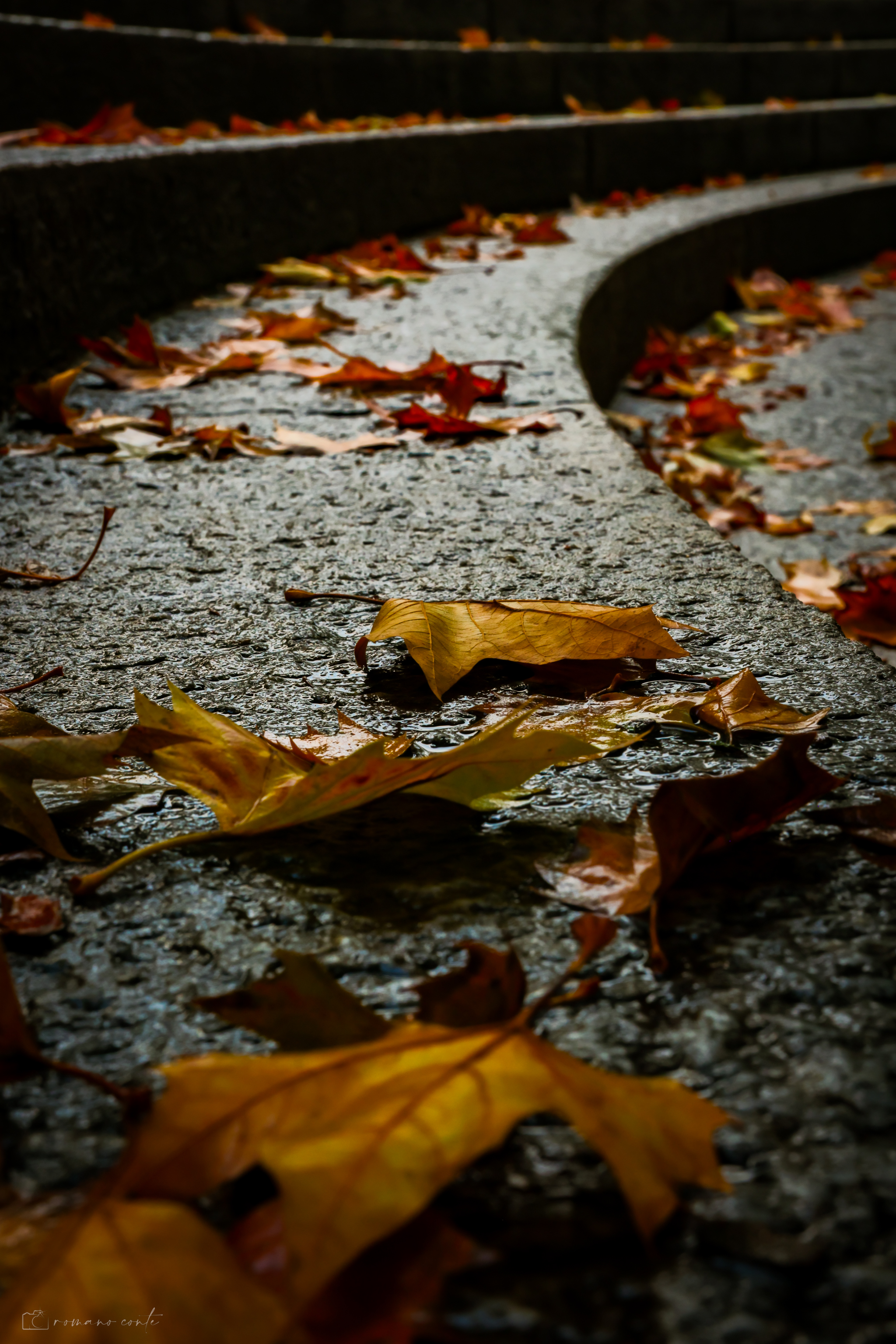 Fine Art Limited Edition © by romano conte photography - Fallen autumn leaves after rain