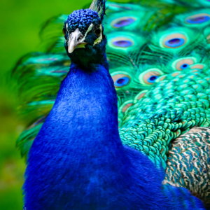 Fine Art Limited Edition © by romano conte photography - Majestic Blue Peacock