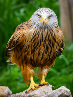 Fine Art Limited Edition © by romano conte photography - Vigilant Red Kite