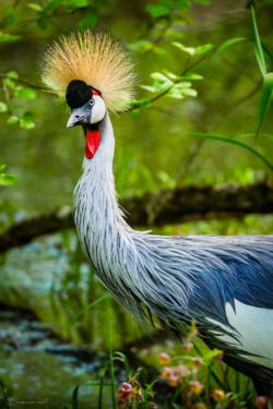 Fine Art Limited Edition © by romano conte photography - Curious Crested Crane