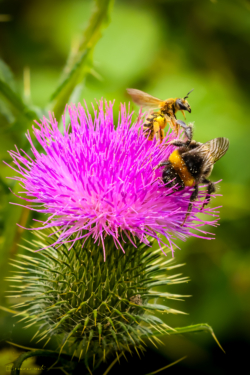 Fine Art Limited Edition © by romano conte photography - Dance on the Thistle