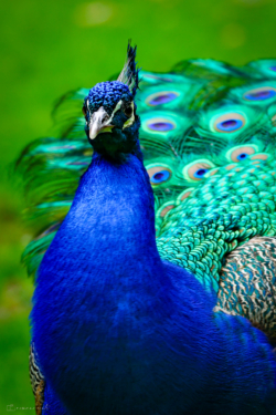 Fine Art Limited Edition © by romano conte photography - Majestic Blue Peacock