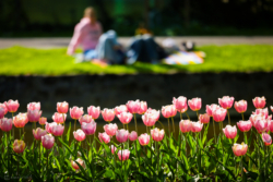 Fine Art Limited Edition © by romano conte photography - Pink Spring Conversation