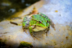 Fine Art Limited Edition © by romano conte photography - Watchful Frog on Stone